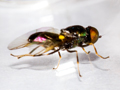 Microchrysa polita